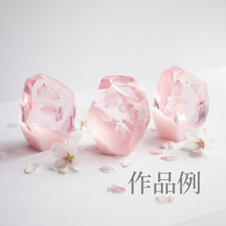 桜ドライフラワー(花びら50枚) 2025年春開花東京産ソメイヨシノを使用 本物のさくら 5枚目の画像