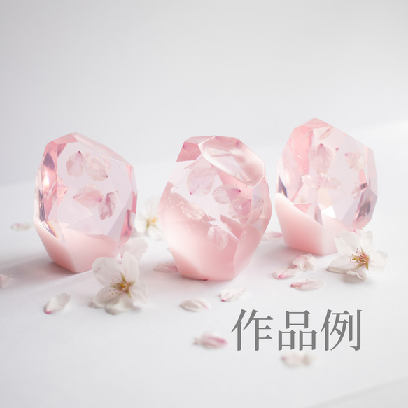 桜ドライフラワー(花びら50枚) 2025年春開花東京産ソメイヨシノを使用 本物のさくら 5枚目の画像