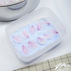 桜ドライフラワー(花びら50枚) 2025年春開花東京産ソメイヨシノを使用 本物のさくら 2枚目の画像