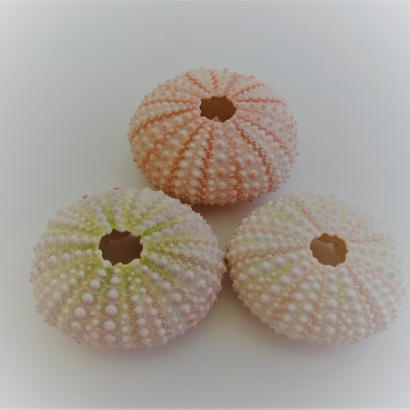 ［自然素材エコクラフト　貝殻］　no,068WP　アーチン（ウニ殻）　ピンク　濃淡　 7枚目の画像