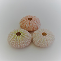 水晶入りアーシングポットキット（苔タイプ） その他素材 tunsam