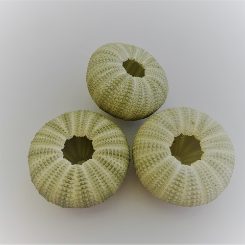 ユニークなグリーン系貝殻 約18cm ユニークなグリーン系貝殻 約18cm 自然素材エコクラフト 貝殻］ no