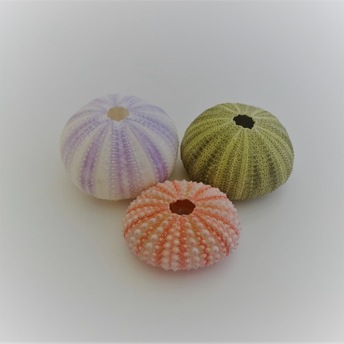 天然素材　貝殻　珊瑚　シー玉　ブンブク　ウニ殻　海藻　微小貝 天然素材 貝殻 珊瑚 シー玉 ブンブク ウニ殻 海藻 微小貝 天然素材