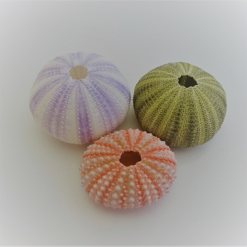 自然素材エコクラフト 貝殻］ no,068 アーチン（ウニ殻） ピンク・薄紫