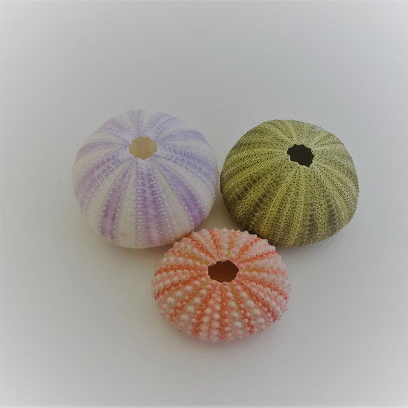 ［自然素材エコクラフト　貝殻］　no,068　アーチン（ウニ殻）　ピンク・薄紫・グリーン　　３色アソート　　濃淡 1枚目の画像