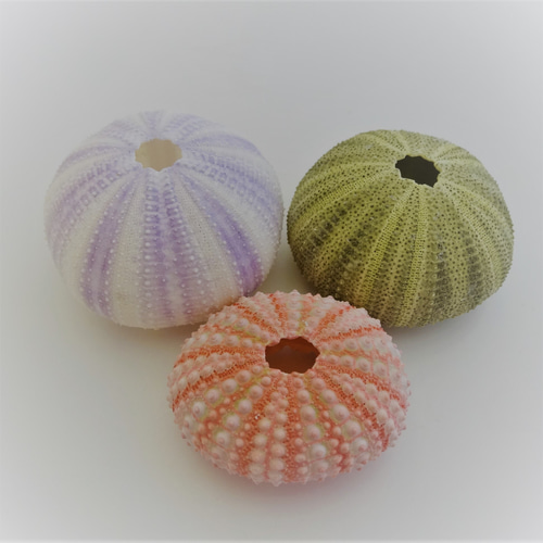 天然素材　ウニ殻　シーウーチン　綺麗なガンガゼ　標本 天然素材 ウニ殻 シーウーチン 綺麗なガンガゼ 標本