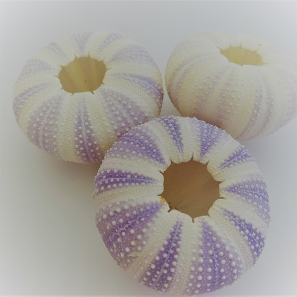 ［自然素材エコクラフト　貝殻］　no,068V　アーチン（ウニ殻） バイオレット　濃淡 5枚目の画像