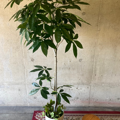 光触媒　人工観葉植物　ウォールグリーン　フェイクグリーン　パキラ1.6M