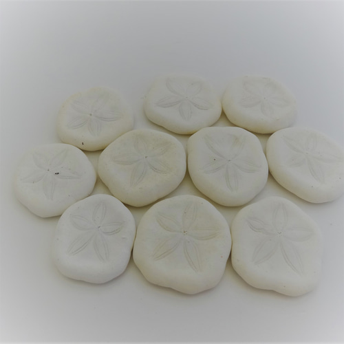 天然素材　貝殻　珊瑚　シー玉　ブンブク　ウニ殻　海藻　微小貝 天然素材 貝殻 珊瑚 シー玉 ブンブク ウニ殻 海藻 微小貝