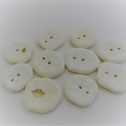 自然素材エコクラフト 貝殻］ no,034 サンドラー（ウニ殻） その他素材