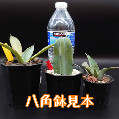 八角鉢黒セット◎各10個◎2号・2.5号・3号 アガベ 多肉植物 園芸 多肉