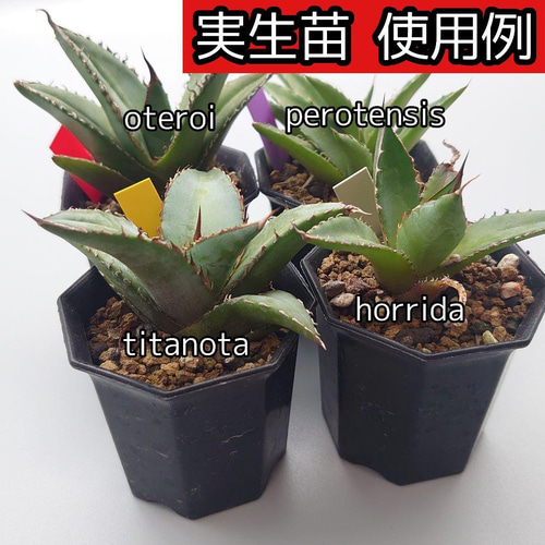 八角鉢黒セット◎各10個◎2号・2.5号・3号 アガベ 多肉植物 園芸 多肉