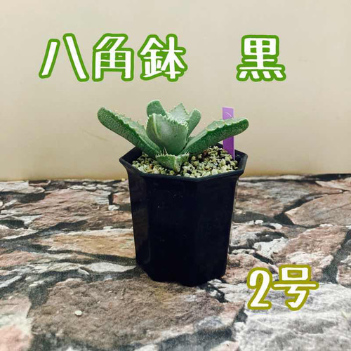 植物スタンド 八角形 アガベ 植物スタンド 八角形 アガベ image_1744356131249.jpg