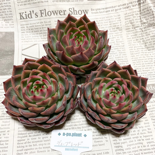 ラスト1苗 NEW 第四種送料無料◇ディープレッド◇多肉植物 韓国苗 多肉