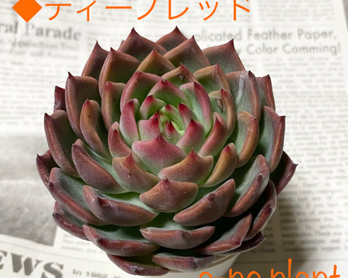 お年玉企画！限定価格♡韓国苗　抜き苗　人気種④ 韓国苗タルマージ 最新品種 ピンクピンク 抜き苗 - メルカリ