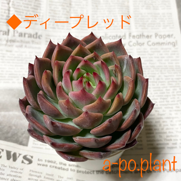 多肉植物　韓国苗　レッドグラス 楽天市場】レッドモラン エケベリア 5.5cmポット 韓国苗