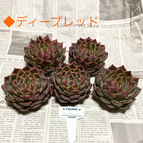 多肉植物 赤い子♡ラスト！ 多肉植物 赤い子♡ラスト！