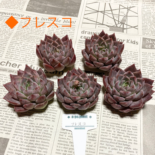 NEW 第四種送料無料◇フレスコ◇多肉植物 韓国苗 多肉植物 a-po