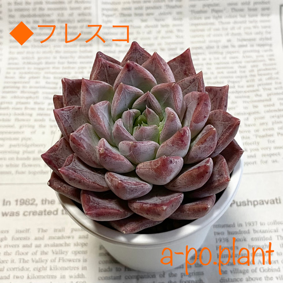 ゆず(*^^*)さま専用　ポコ多肉植物おまとめ韓国苗販売会 韓国苗 中ｻｲｽﾞMIX苗☆10苗詰め合わせ！交配苗など【多肉植物