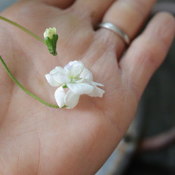 芳香あり♥八重咲き♥パルマすみれ【スワンリーホワイト】 2枚目の画像