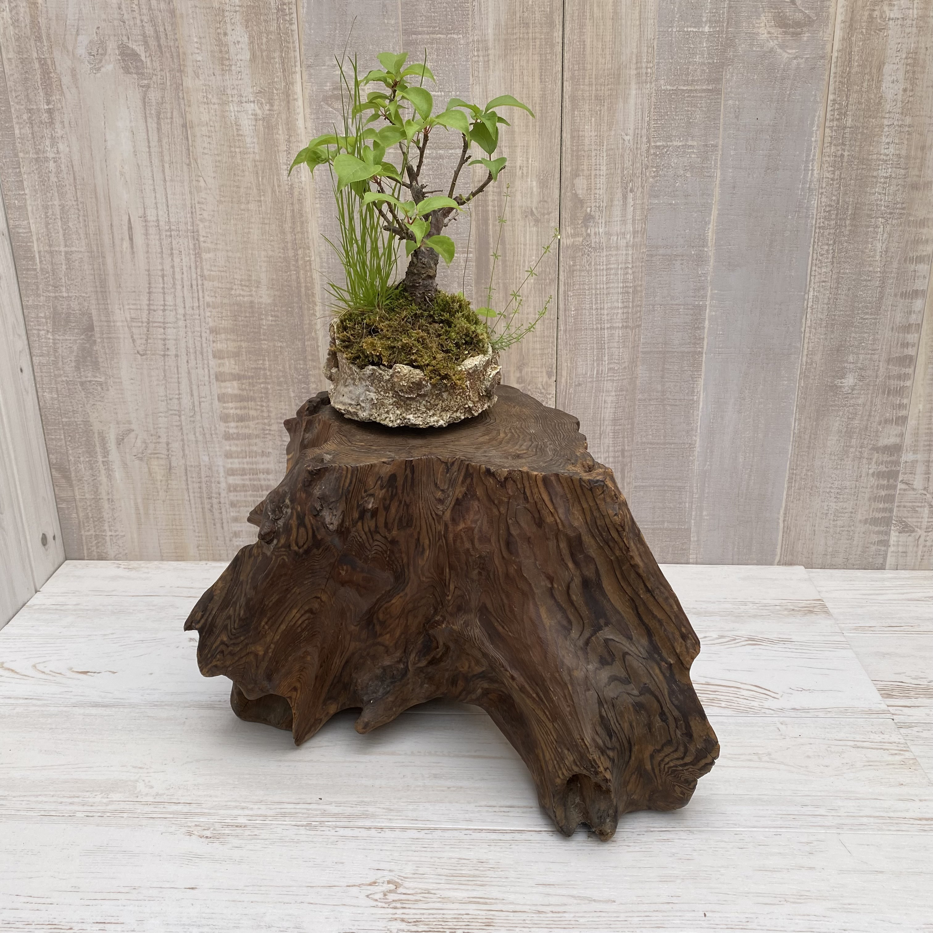 【送料無料】流木ヴィンテージ 飾り台　1090100003