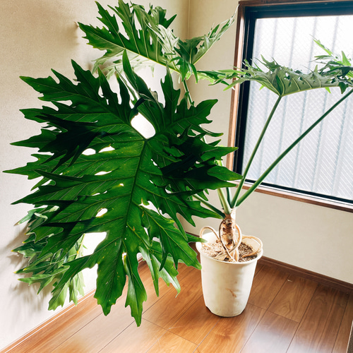 現品］【大特価！！】フィロデンドロン セローム 大型 根上り 観葉植物