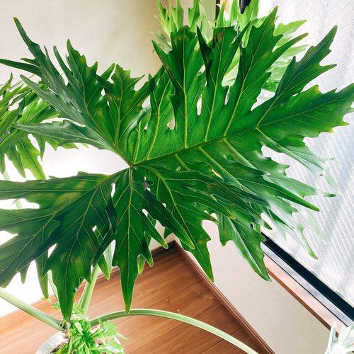 現品］【大特価！！】フィロデンドロン セローム 大型 根上り 観葉植物