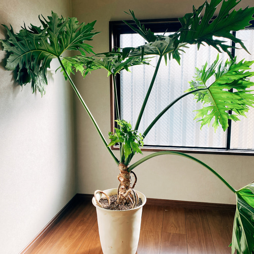 現品］【大特価！！】フィロデンドロン セローム 大型 根上り 観葉植物