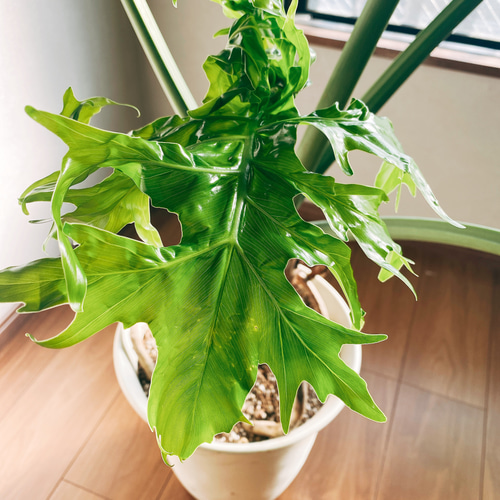 現品］【大特価！！】フィロデンドロン セローム 大型 根上り 観葉植物