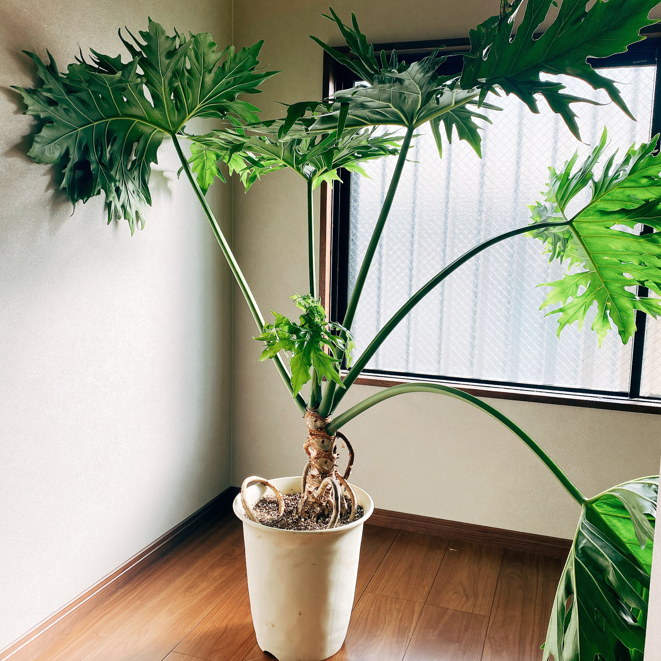 大型　フィロデンドロン・セローム 現品］特大！ フィロデンドロン セローム 幹上がり 8号 観葉植物