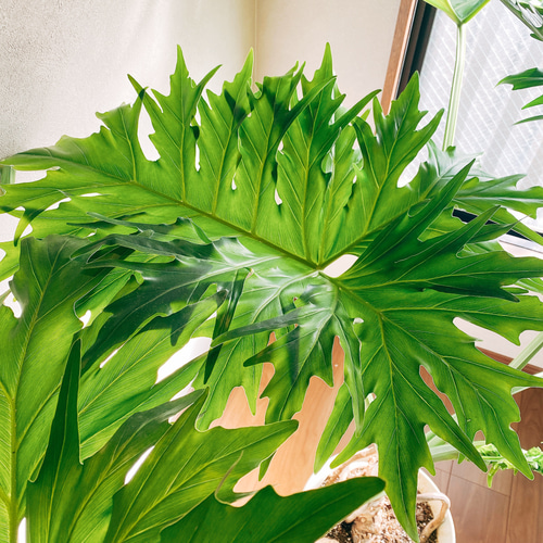 現品］【大特価！！】フィロデンドロン セローム 大型 根上り 観葉植物