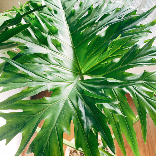大型　フィロデンドロン・セローム セローム ヒトデカズラ 大型 | 観葉植物通販HitoHana(ひとはな)