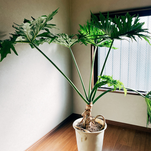 現品］【大特価！！】フィロデンドロン セローム 大型 根上り 観葉植物