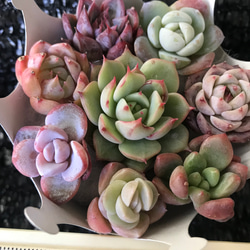 お買い得　多肉植物　エケベリア　レア品種入れ　8苗セット 4枚目の画像