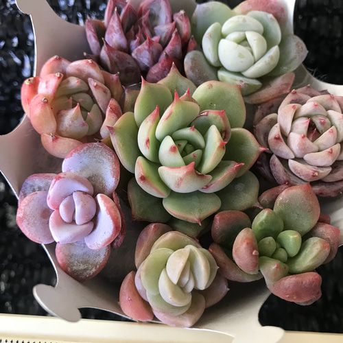 G】多肉植物エケベリア6苗セット☆おひとり様でも寄せ植えにも