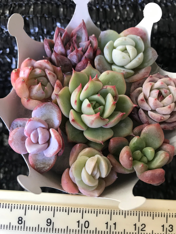 お買い得　多肉植物　エケベリア　レア品種入れ　8苗セット 4枚目の画像