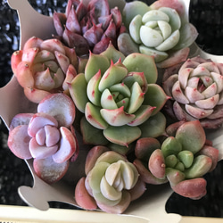 お買い得　多肉植物　エケベリア　レア品種入れ　8苗セット 3枚目の画像