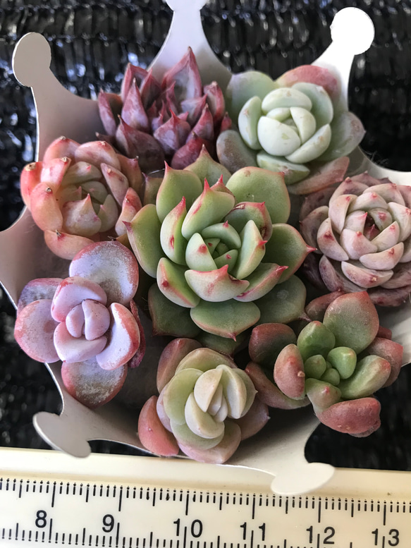 お買い得　多肉植物　エケベリア　レア品種入れ　8苗セット 3枚目の画像