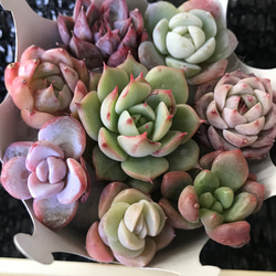 お買い得　多肉植物　エケベリア　レア品種入れ　8苗セット 1枚目の画像