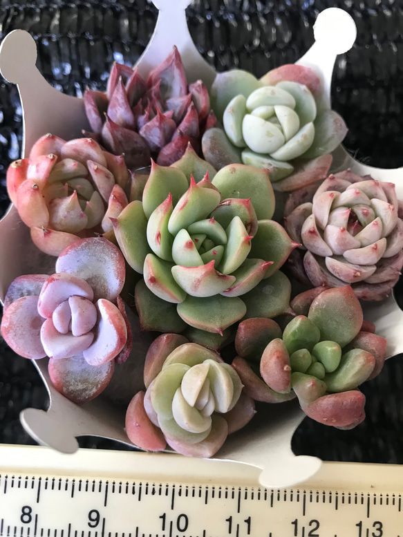 お買い得　多肉植物　エケベリア　レア品種入れ　8苗セット 1枚目の画像