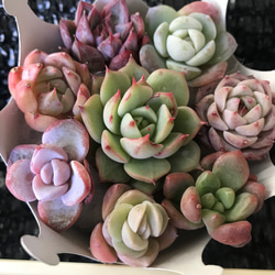お買い得　多肉植物　エケベリア　レア品種入れ　8苗セット 2枚目の画像