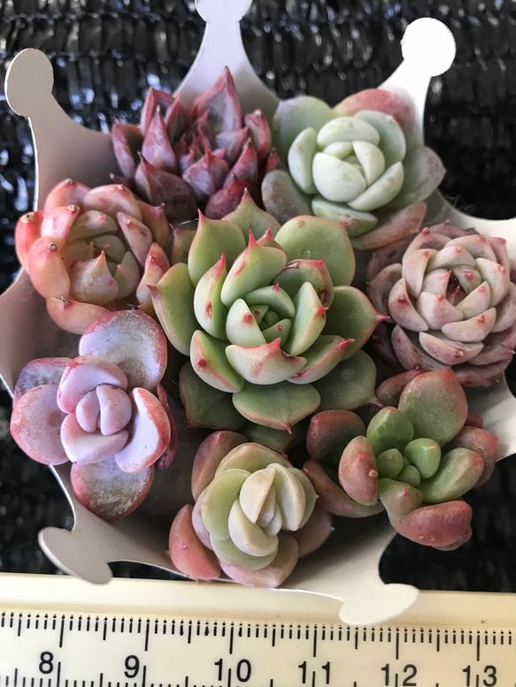 お買い得　多肉植物　エケベリア　レア品種入れ　8苗セット 2枚目の画像