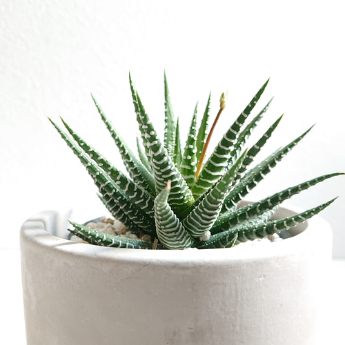 ○数量限定○ ”ハオルチア 十二の巻 アッシュグレー鉢・受け皿セット