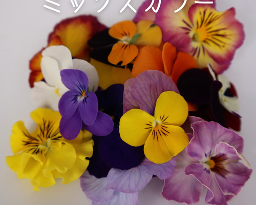 902b2a9933b79ca273b55eb665208c