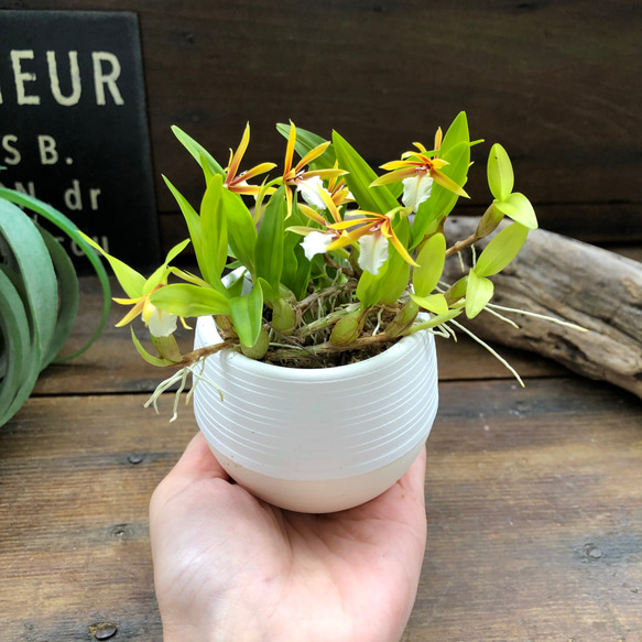 ポリブルボン♡丈夫な極小の蘭♡手入れいらず♡観葉植物 2枚目の画像