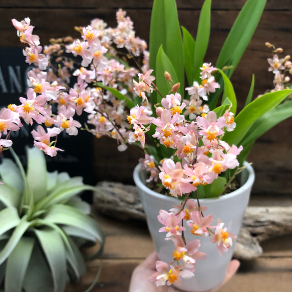 大苗♡バニラの香り♡ピンクの花♡トゥインクルフレグランスファンタジー♡オンシジューム♡観葉植物 12枚目の画像