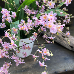 大苗♡バニラの香り♡ピンクの花♡トゥインクルフレグランスファンタジー♡オンシジューム♡観葉植物 10枚目の画像