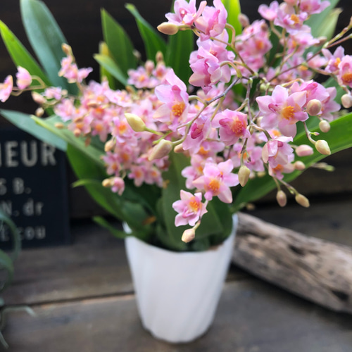 大苗♡バニラの香り♡ピンクの花♡トゥインクルフレグランス