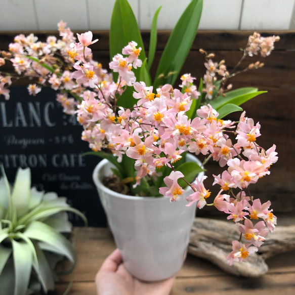 大苗♡バニラの香り♡ピンクの花♡トゥインクルフレグランスファンタジー♡オンシジューム♡観葉植物 5枚目の画像