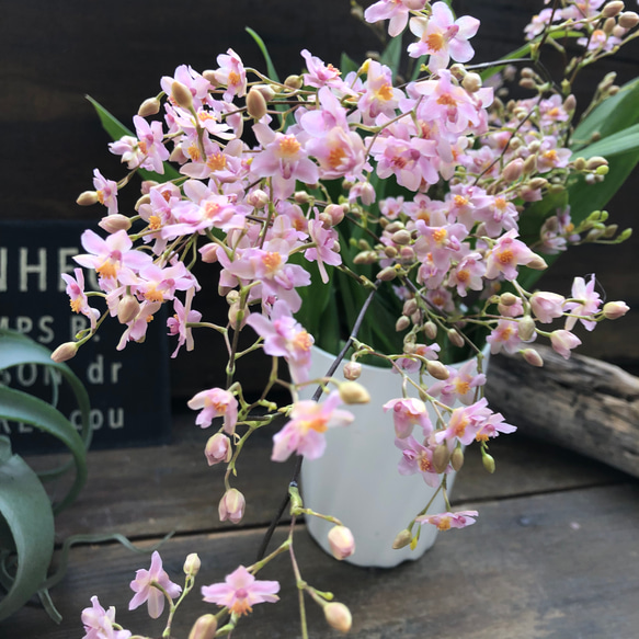 大苗♡バニラの香り♡ピンクの花♡トゥインクルフレグランスファンタジー♡オンシジューム♡観葉植物 4枚目の画像